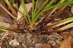 Flat spiked sedge